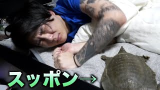 寝起きが悪い人でもスッポンが噛み付いてくれば流石に起きるっしょ！！