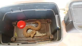 Angry Female Puff Adder Bitis Arietans
