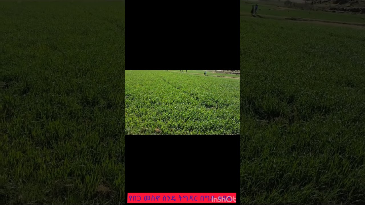 የበጋ መስኖ ስንዴ ትግዳር በግዶ ቀበሌ