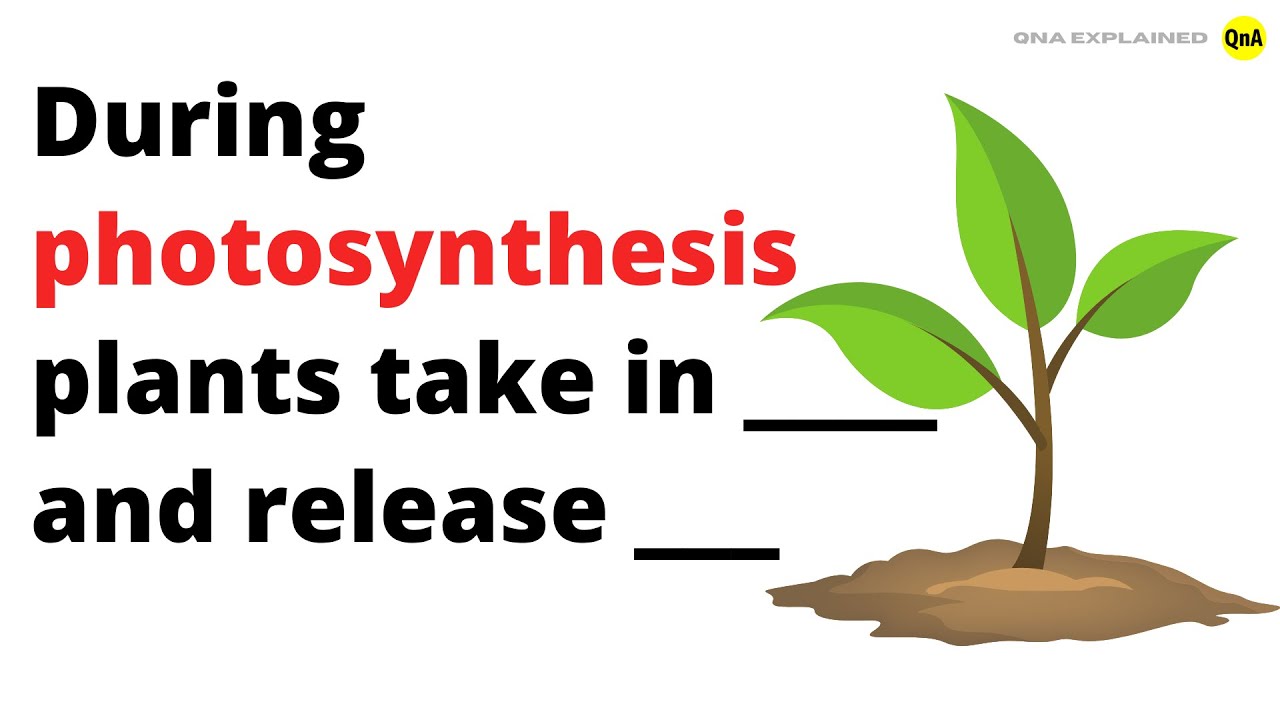 During photosynthesis plants take in ____ and release _____ ? QnA