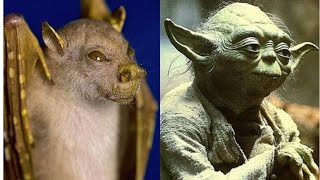 10 Strange Animals You Probably Didn’t Know Existed - HD
