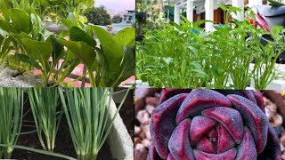 Thu hoạch hành lá,rau muống, cải.Top những loài hoa đẹp / Cuoc Song Malaysia - Ngocmo family 0061