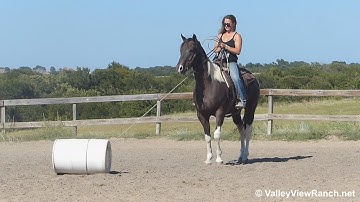 Mr Gunsmokes Big Gun - roping - ValleyViewRanch.net