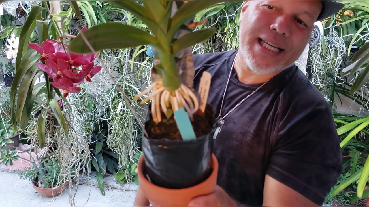 Boot Camp 0036: Clowesias, Cycnoches y Catasetums ya despertaron