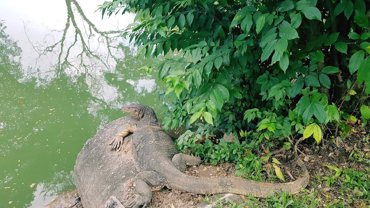#2-2 Скайтрейн и огромные вараны парка Люмпини, Бангкок.