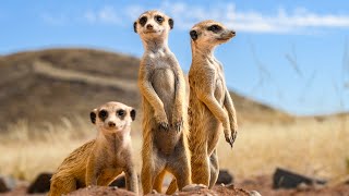 Meerkat: Adorable Desert Dwellers!