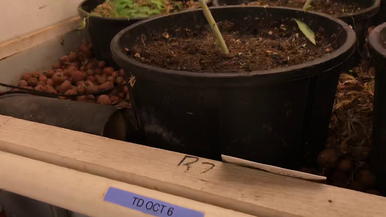 Aquaponic Journal Update 24 YouTube