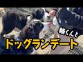 輪くんとドッグランデートしたよ💛【2歳7ヶ月バーニーズ】