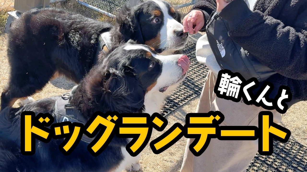 輪くんとドッグランデートしたよ💛【2歳7ヶ月バーニーズ】