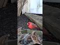 Red Just Vibin’ with the Sparrows 🐦🌿 (Peaceful Feeder Moment)