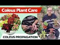 Coleus plant care i how to make coleus bushy and more colorful i coleus propagation