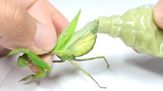 パンパンに寄生虫が詰まったカマキリのお腹をわさびで刺激した結果