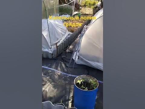 Капельный полив грядок #капельныйполив #огородничество #деревня #томаты ...