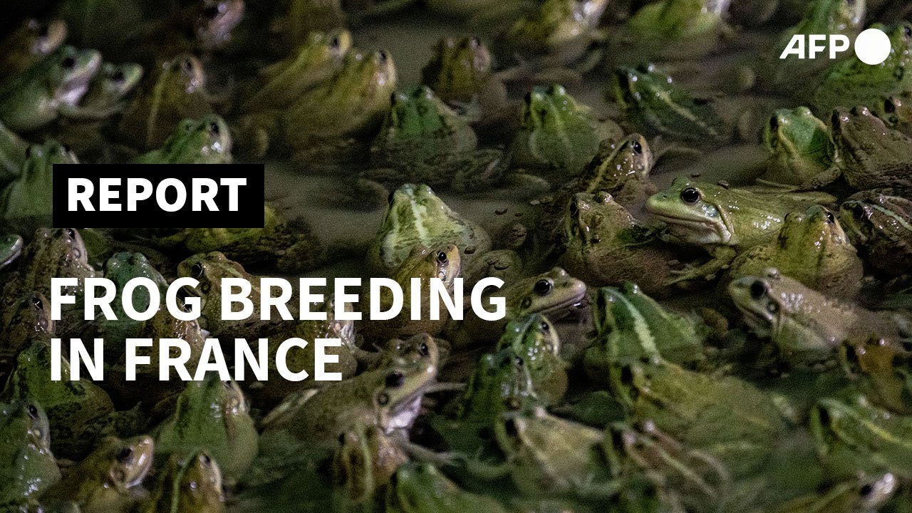 Frog breeder jumping at chance to provide France's top eateries AFP