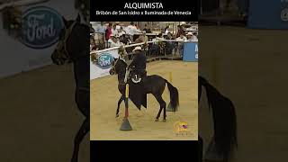 ALQUIMISTA PASO FINO COLOMBIANO #pasofino #shortsvideo #horse