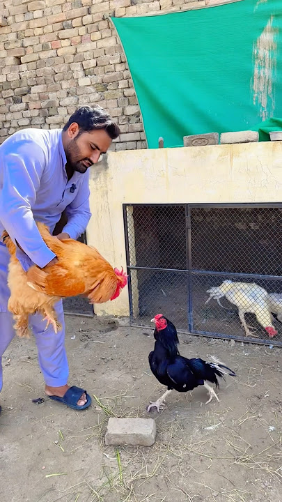 #minizoo #shorts #aseelmurga #aseel #rooster #pets #trending