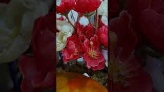 Bir Yalanmış Say Amatör Resimi