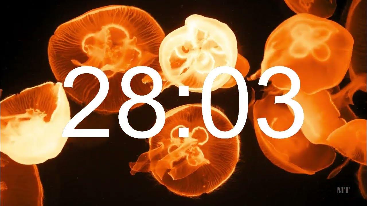 30 Minute lofi hip hop relaxing jellyfish timer escape. YouTube