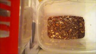 Dermestids Attagenus Unicolor 1