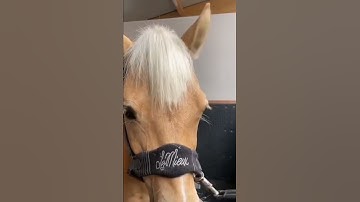 Get ready with harlow and popcorn