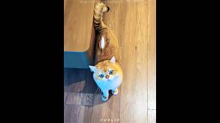 This Cat Looked Like a Stuffed Toy 😂