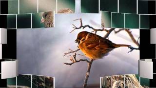 Video thumbnail of "His Eye Is On The Sparrow"