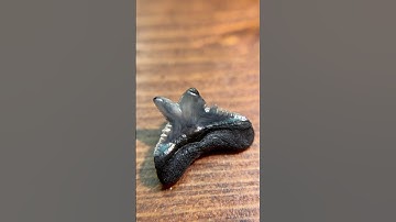 What does a paleontologist have in his collection? A deformed shark tooth! 🦈 #fossils