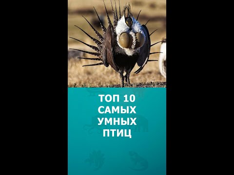 Топ 10 самых умных птиц #шортс #птицы #умныеживотные #интересное #топ10 #shorts #комарик