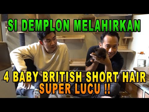 LUCU MAKSIMAL!! LAHIRNYA KUCING BARU SI DEMPLON