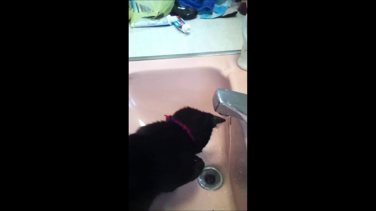 Faucet kitten