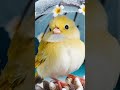 Unwind with Relaxing Light Music | Peaceful Sounds and Charming Birds to Relieve Stress