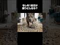 もしも1匹だけ飼うとしたら？ #shorts
