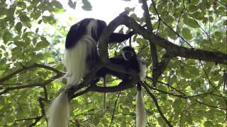 Colobus Delight