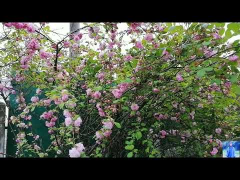 Video: Cum Să Atragă Sakura Japoneză