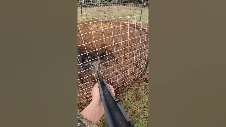 Wild boar bites the rifle! #pig #hog #trapper #trapping #wildanimal #boar #wildlife #wildboar