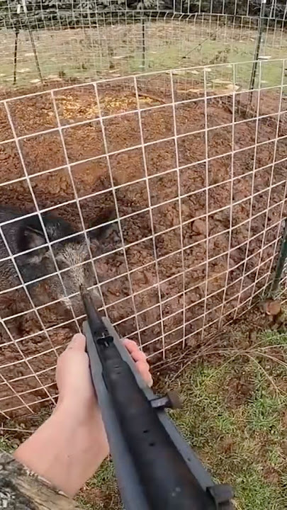 Wild boar bites the rifle! #pig #hog #trapper #trapping #wildanimal #boar #wildlife #wildboar
