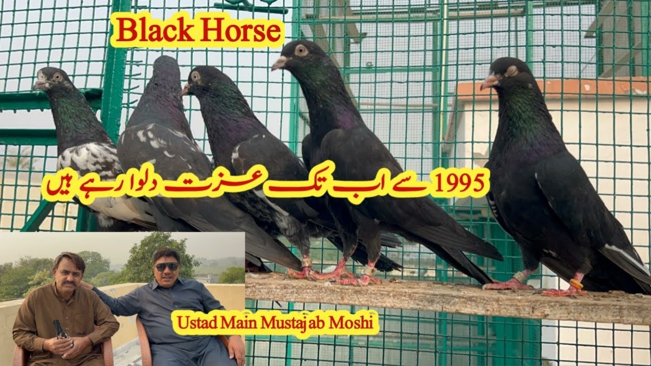 30 Years Old Blood Line Black Horse Kabootar | Ustad Mian Mustajab Moshi