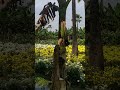 maa vuri flowers # subscribe please subscribe please subscribe please like share