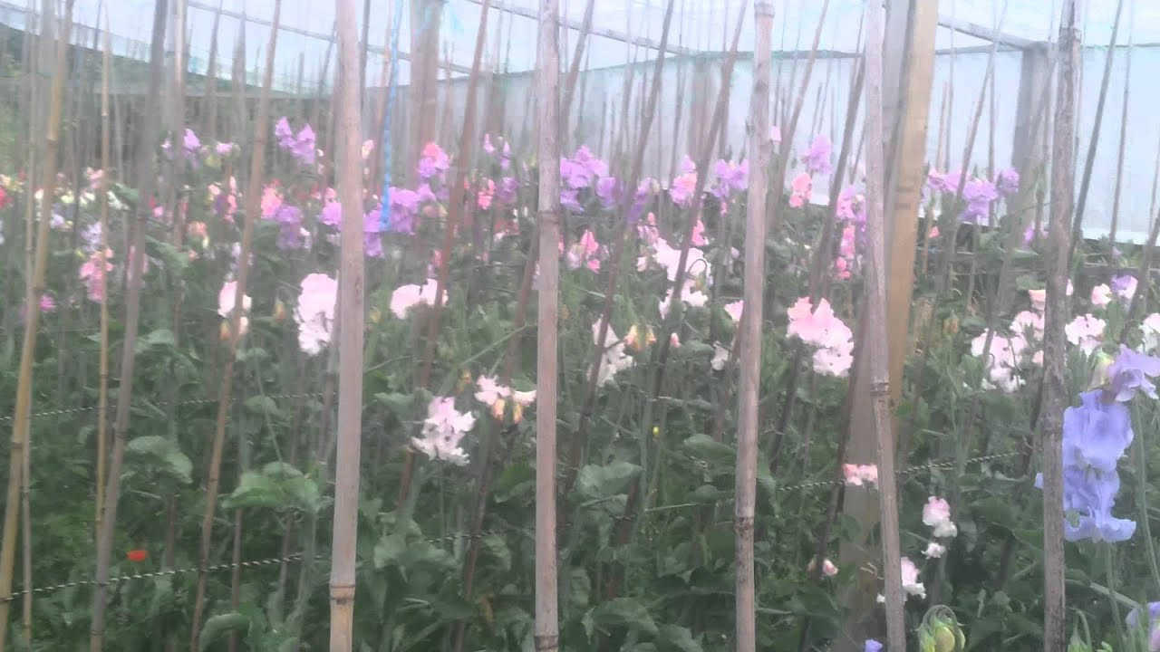 Growing and showing sweet peas part 1 YouTube