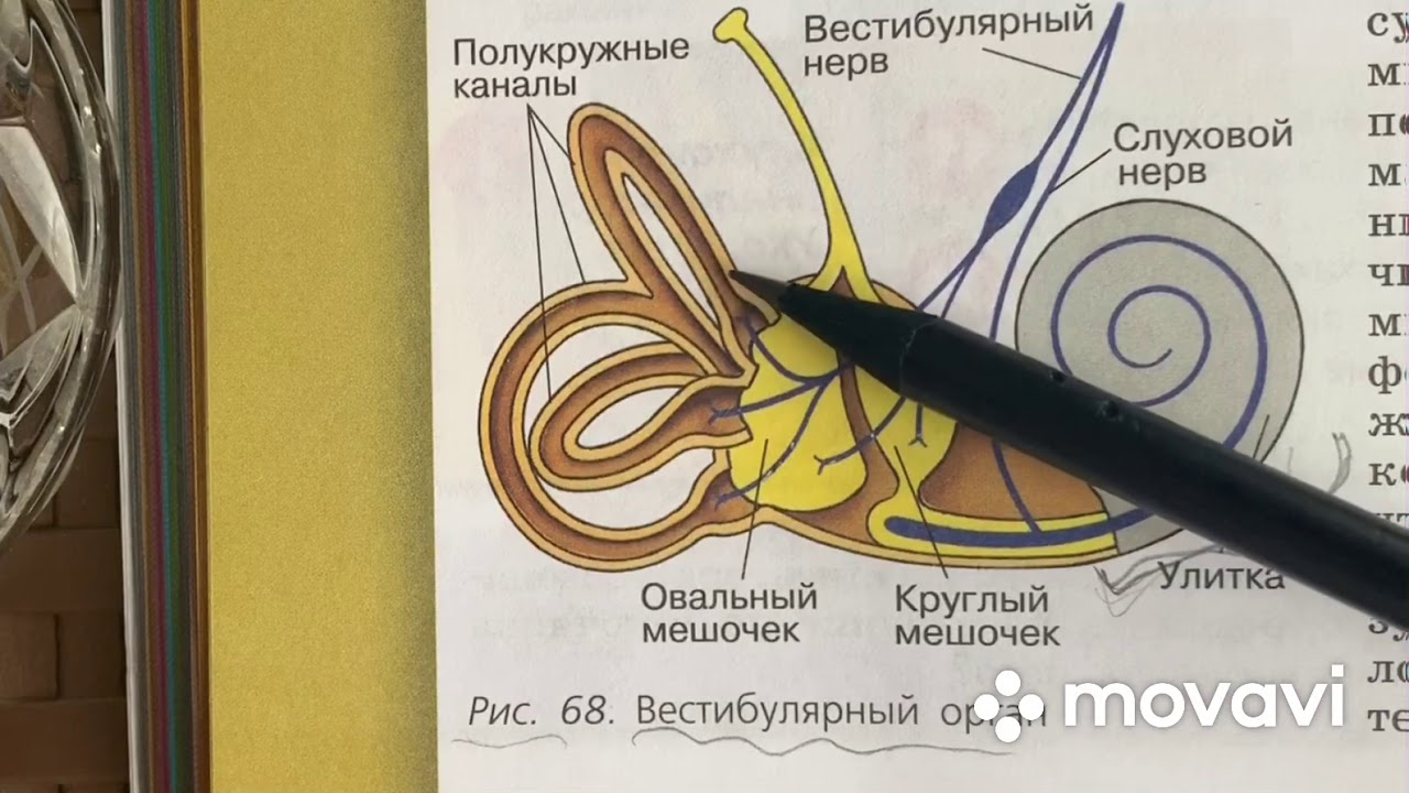 Строение вестибулярного нерва. Путь вестибулярного анализатора. Вестибулярный аппарат 8 класс биология. Методы исследования вестибулярного аппарата презентация. Как проверить вестибулярный аппарат в домашних условиях.