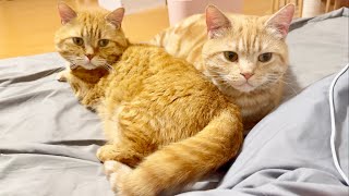 親子猫のかわいいまったりじかん。