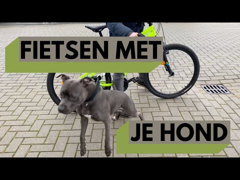 Video: Waarom gespannen mijn hond?