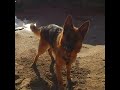pastore 動画写真17a