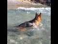 pastore 動画写真17b