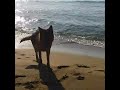 pastore 動画写真17c