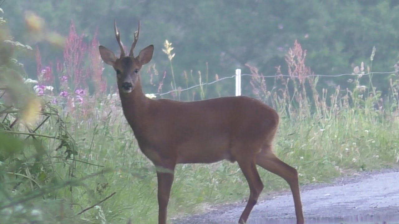 noeledic 19 mai 2020