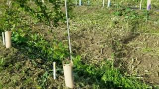 Michigan State University (MSU) cherry rootstock update June 2017