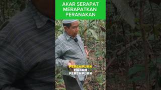 Download Lagu Herba Akar Serapat -MERAPATKAN PERANAKAN.     👉https://jussurirapat.com  / https://rajatempur.com MP3