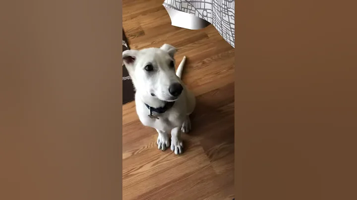 Dog talking