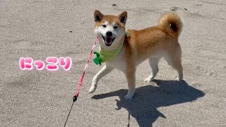 来た場所が嬉しすぎて笑顔でお礼を言ってくる柴犬がかわいすぎる
